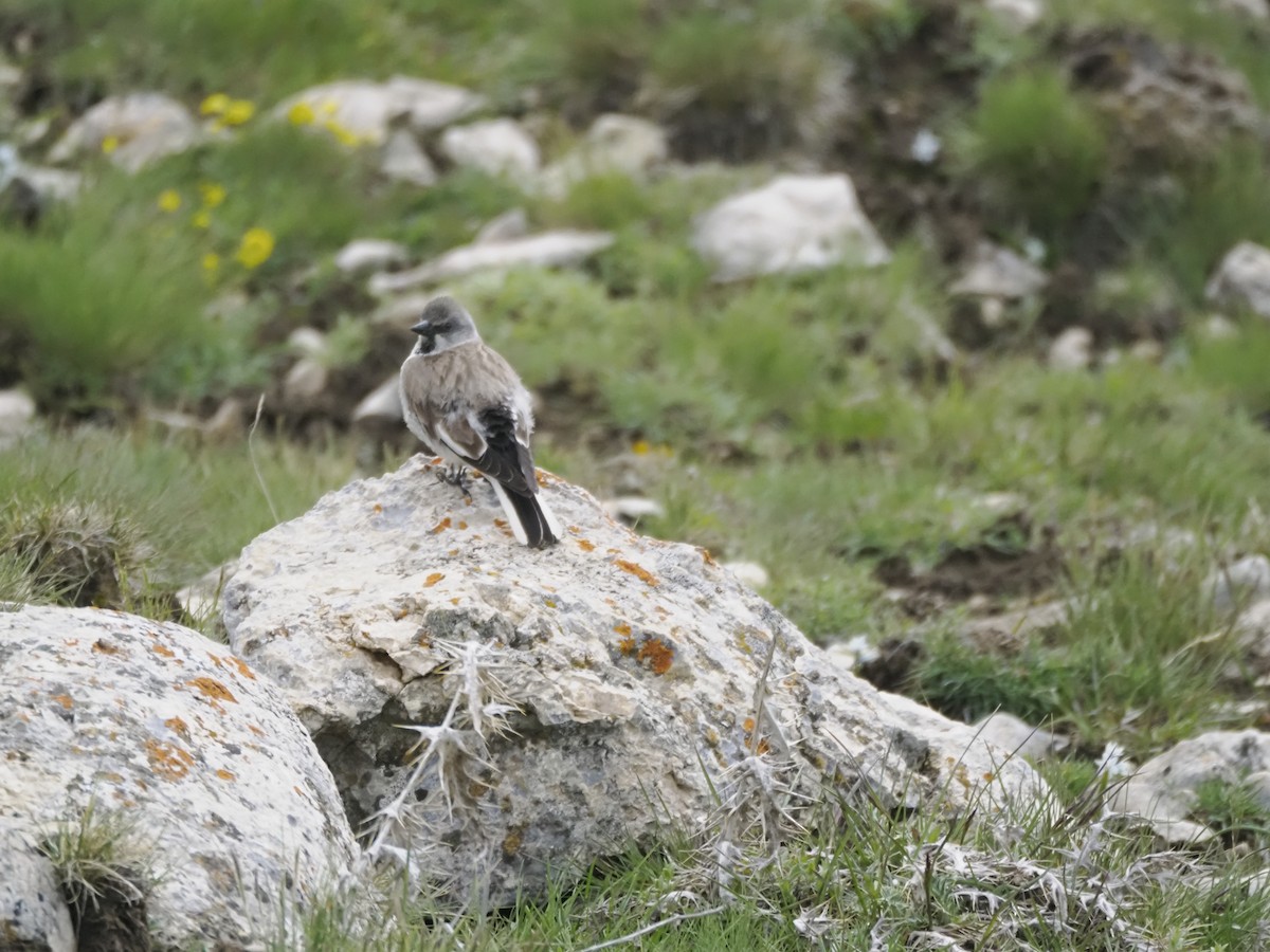 White-winged Snowfinch - ML621316090