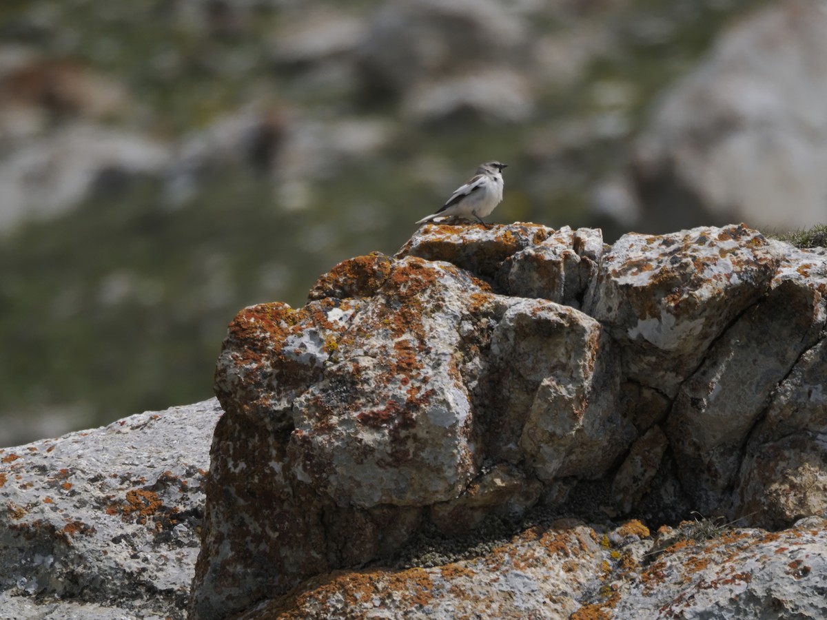 White-winged Snowfinch - ML621316096