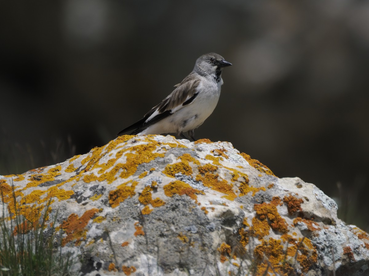 White-winged Snowfinch - ML621316165