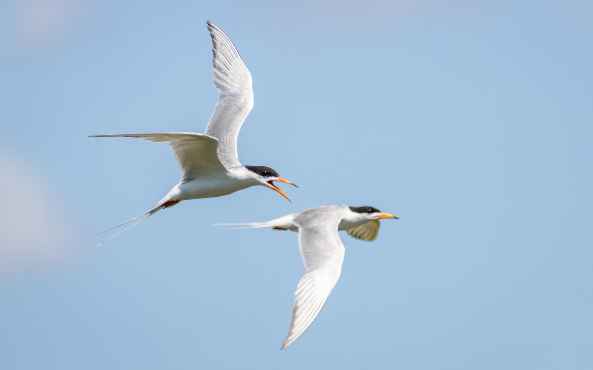 Forster's Tern - ML621316167