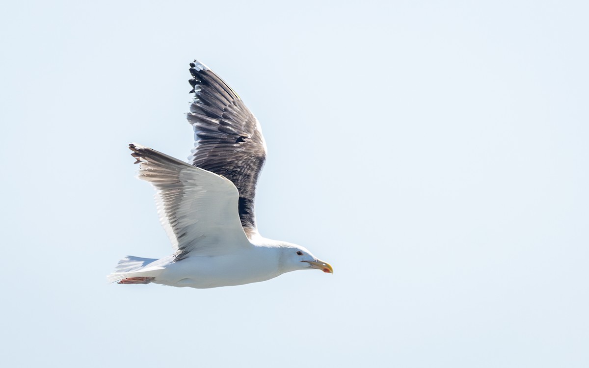 Great Black-backed Gull - ML621316183