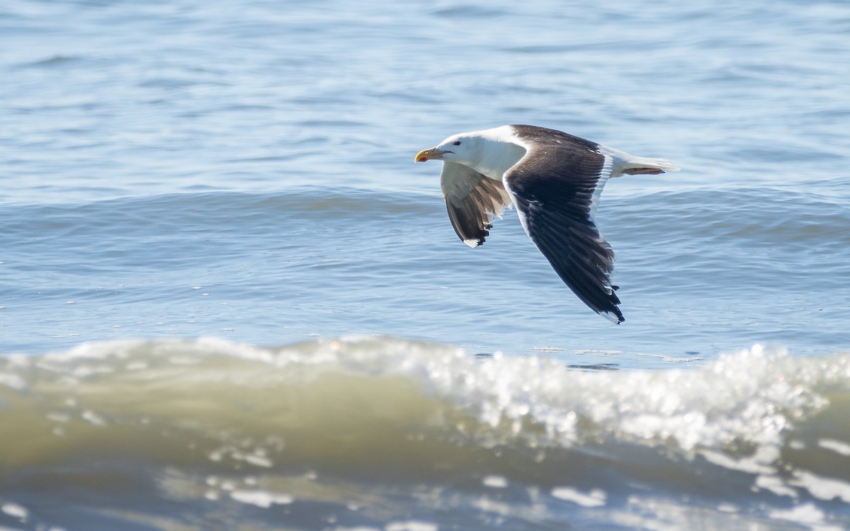 Great Black-backed Gull - ML621316184