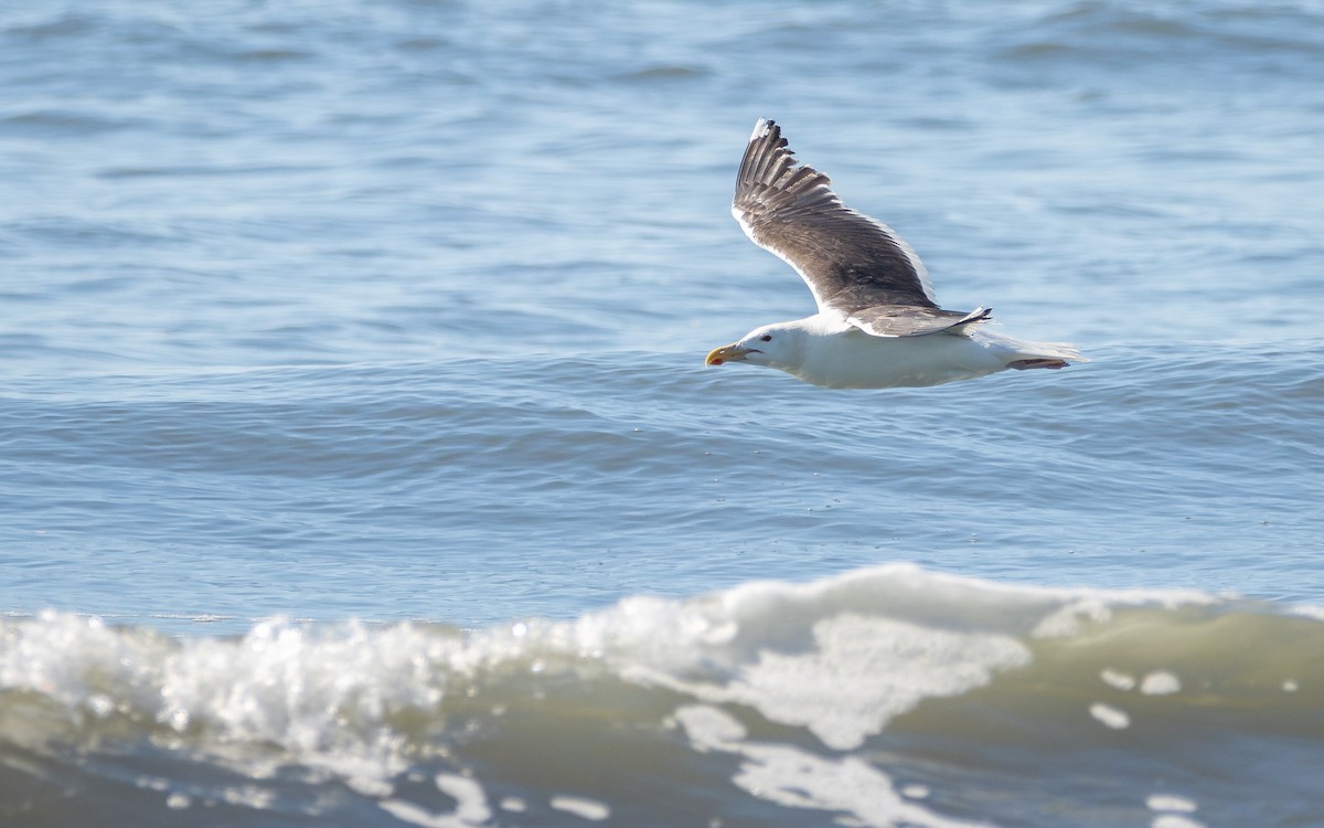 Great Black-backed Gull - ML621316185