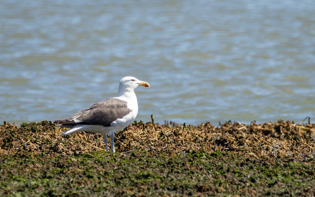 Great Black-backed Gull - ML621316186