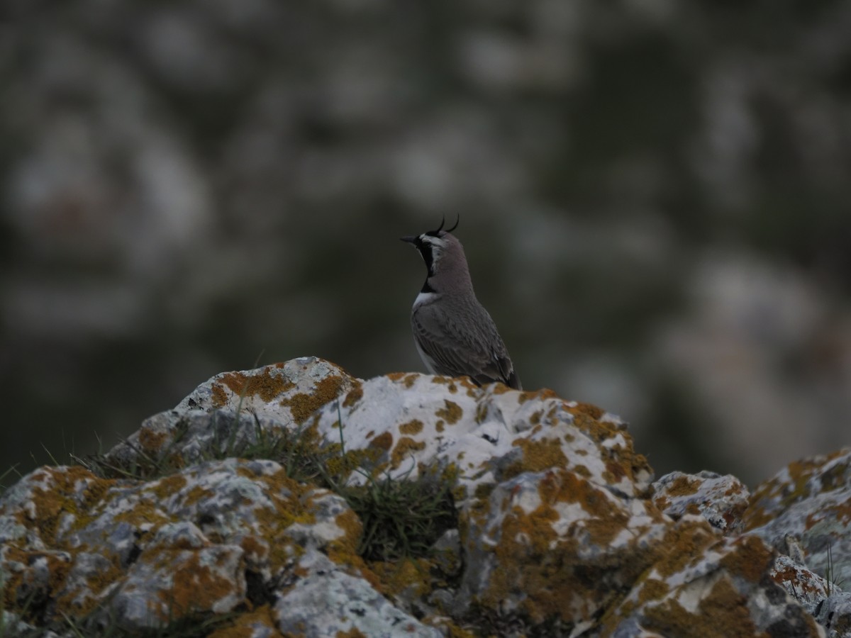 Horned Lark - ML621316219