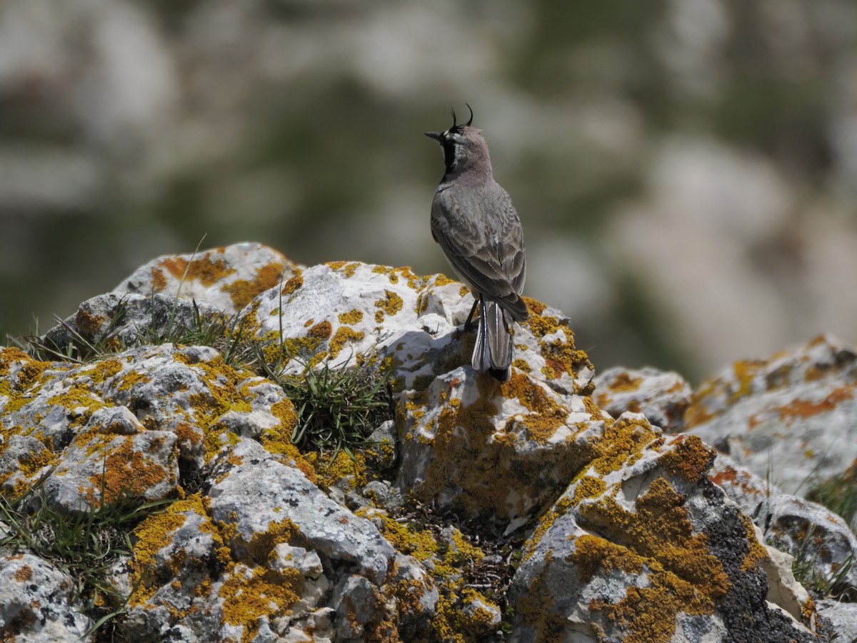 Horned Lark - ML621316232