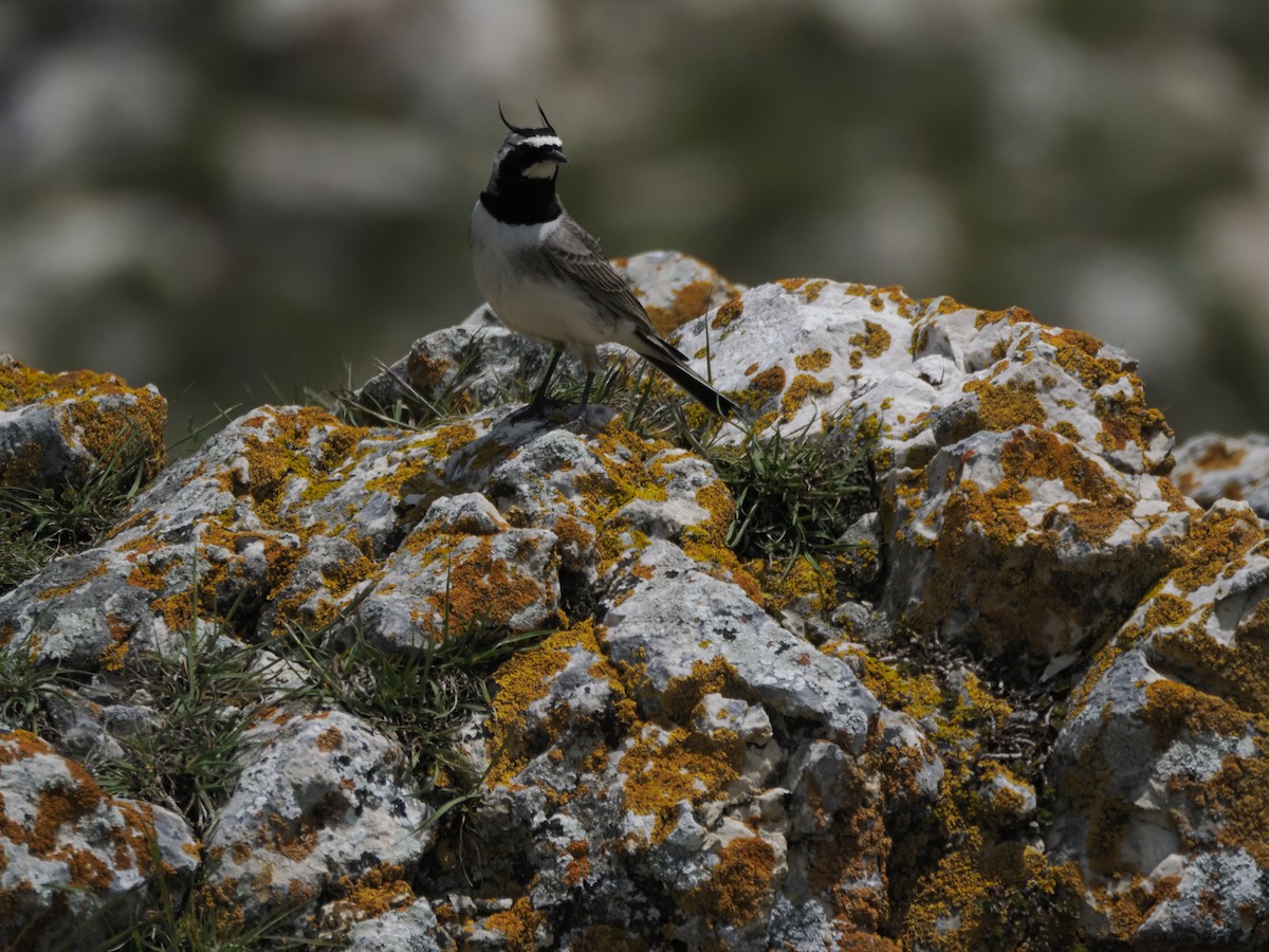 Horned Lark - ML621316245