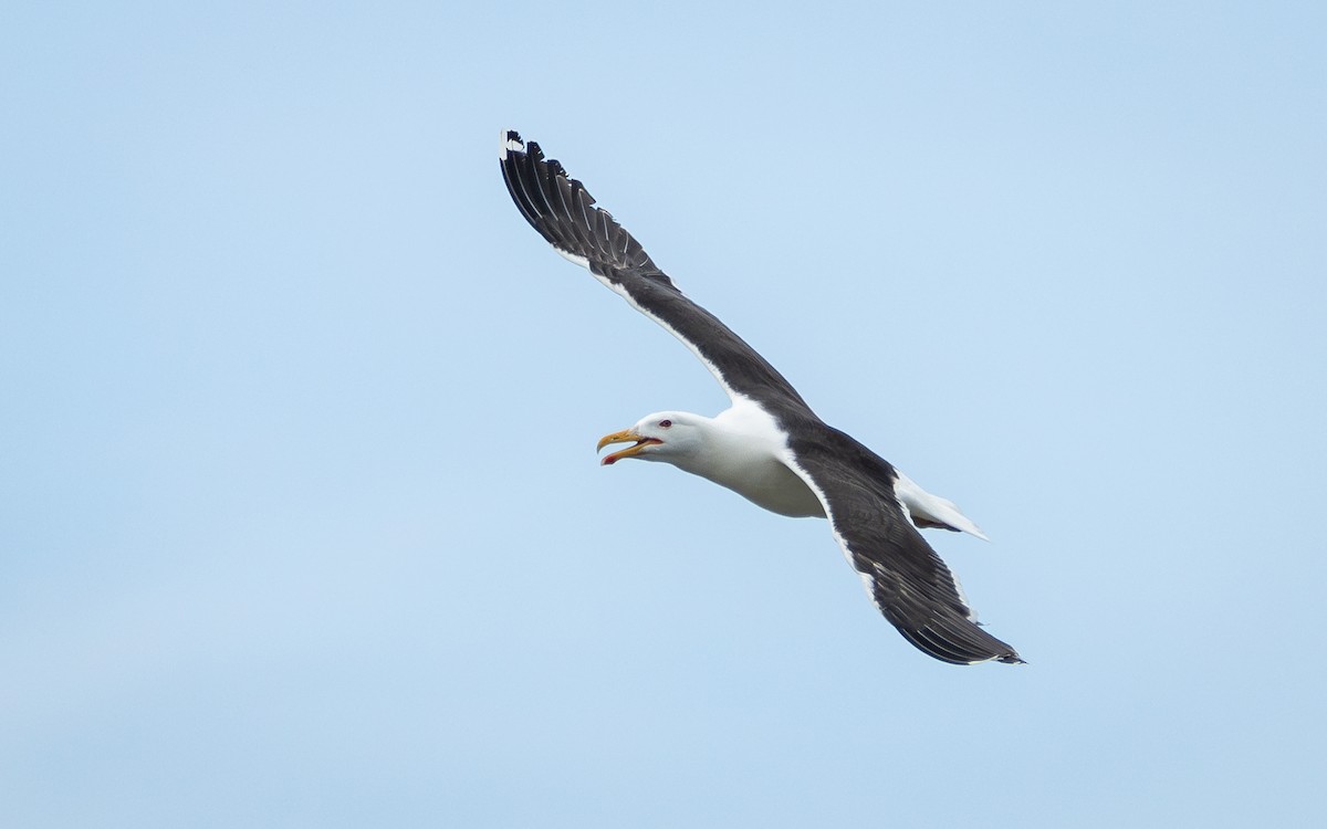 Great Black-backed Gull - ML621316261