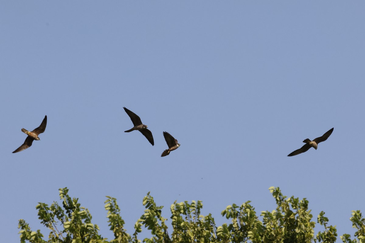 Eleonora's Falcon - ML621316281