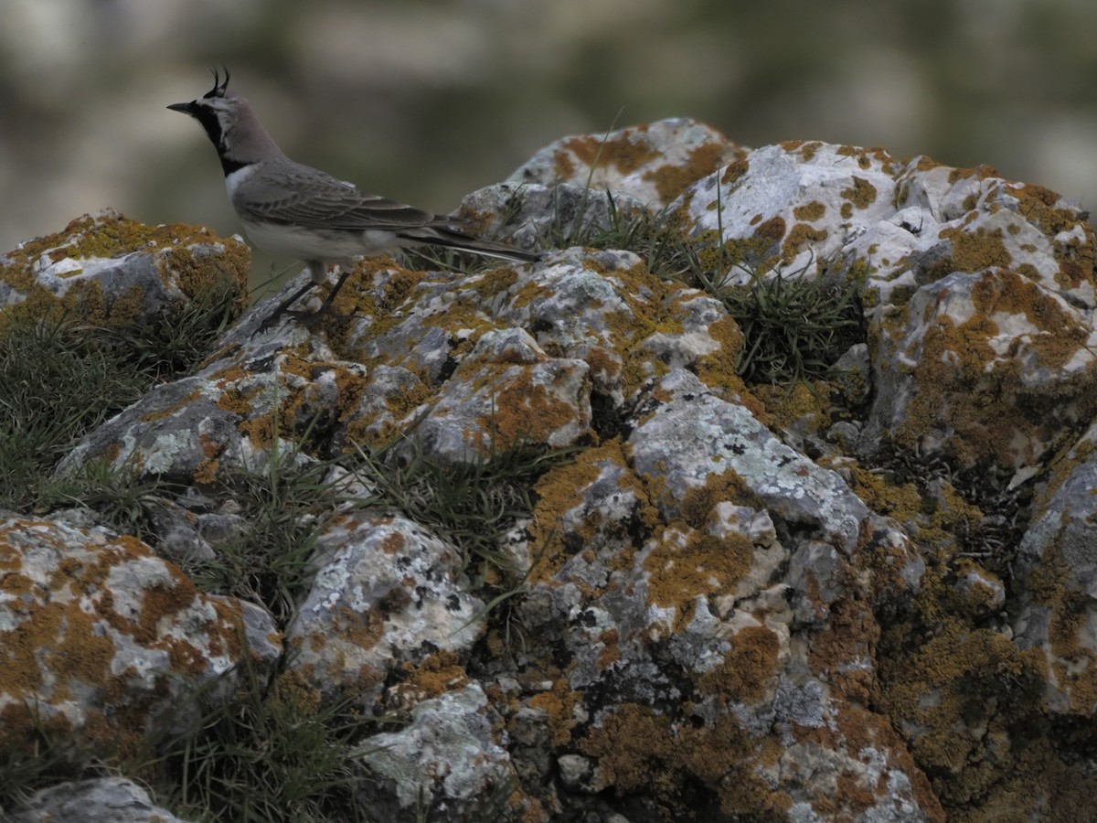 Horned Lark - ML621316282