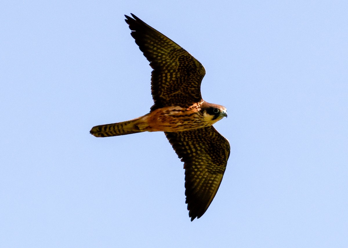 Eleonora's Falcon - ML621316294