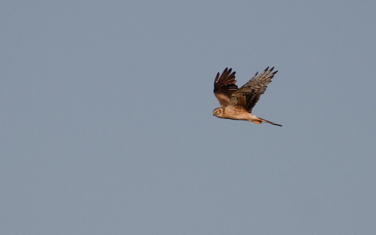 Pallid Harrier - ML621316303