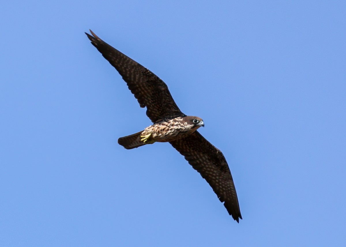 Eleonora's Falcon - ML621316325
