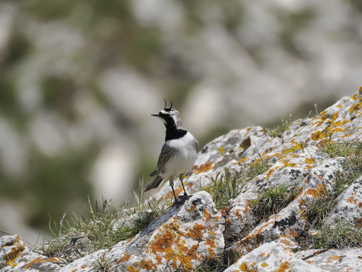 Horned Lark - ML621316326