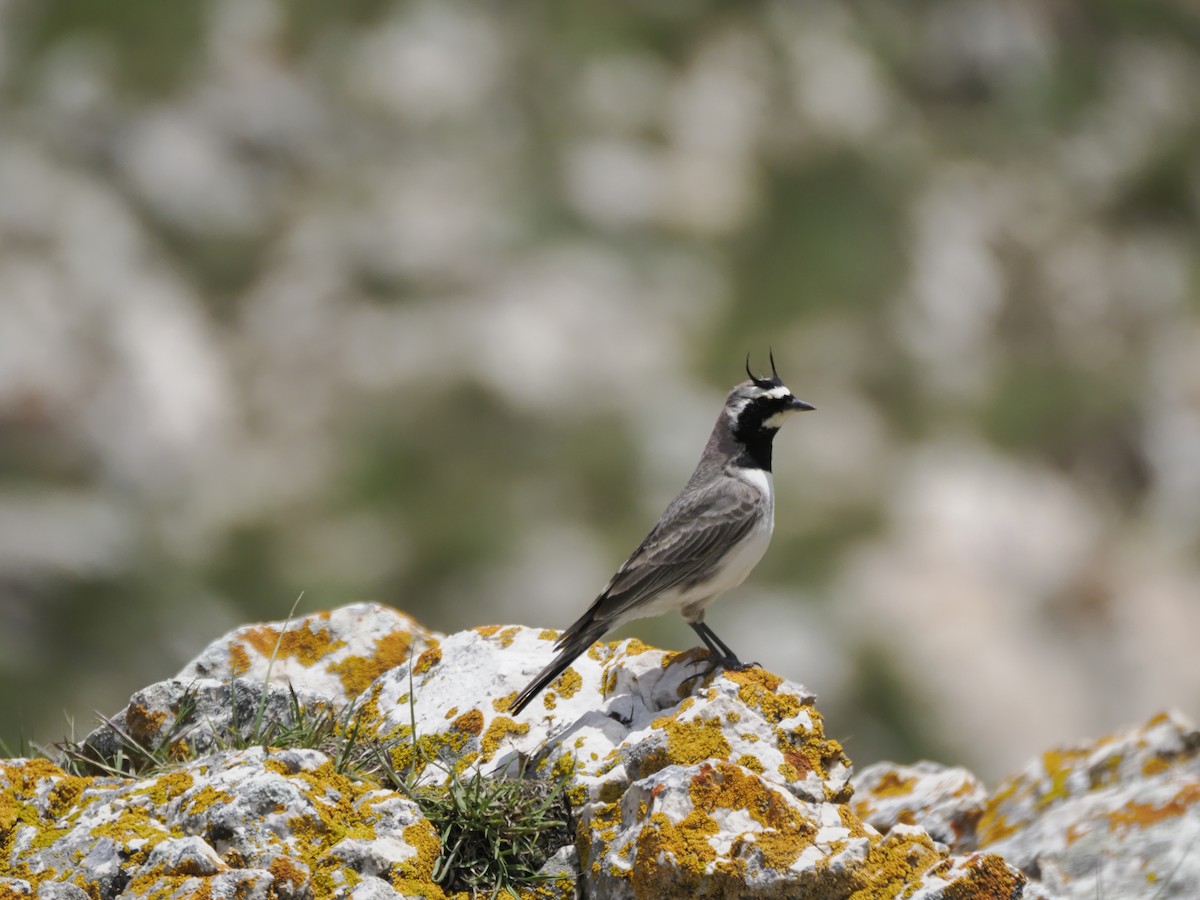 Horned Lark - ML621316341