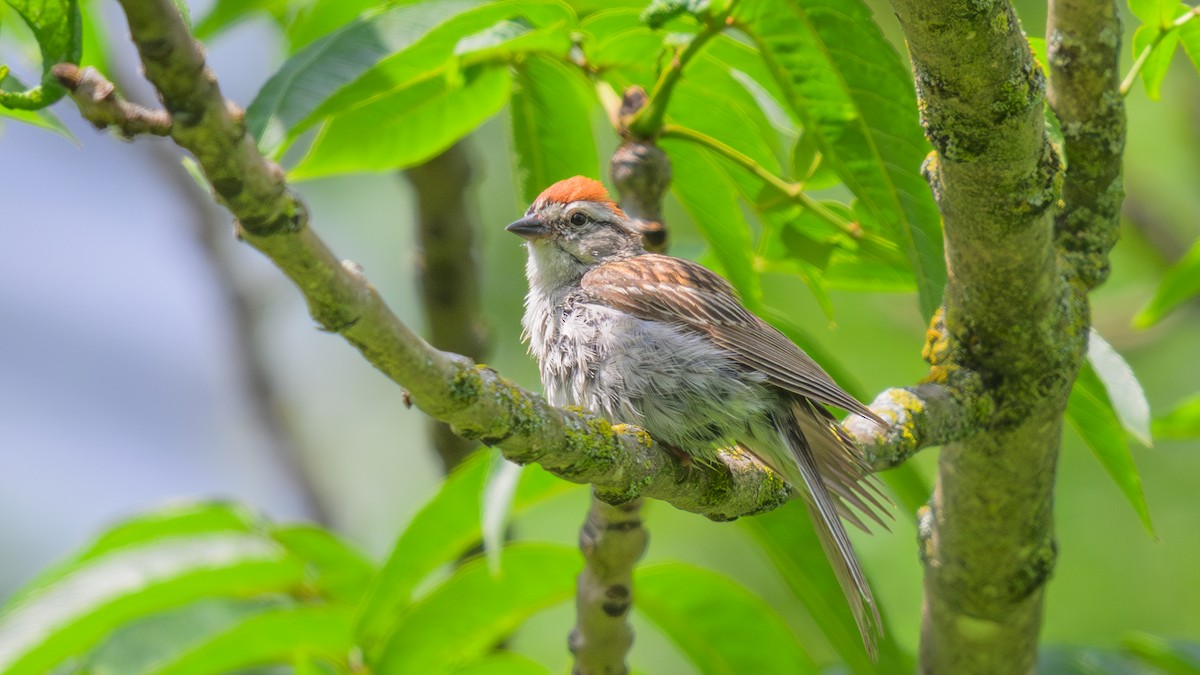 Chipping Sparrow - ML621316356