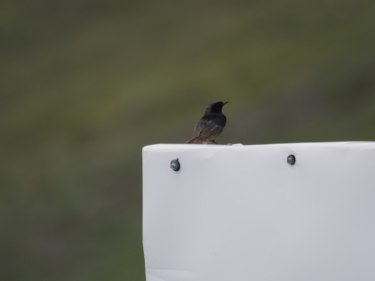 Black Redstart - ML621316376