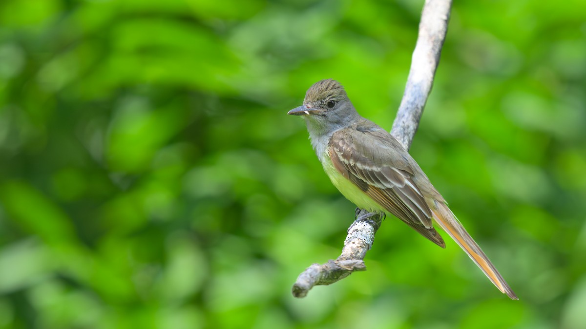 Great Crested Flycatcher - ML621316671