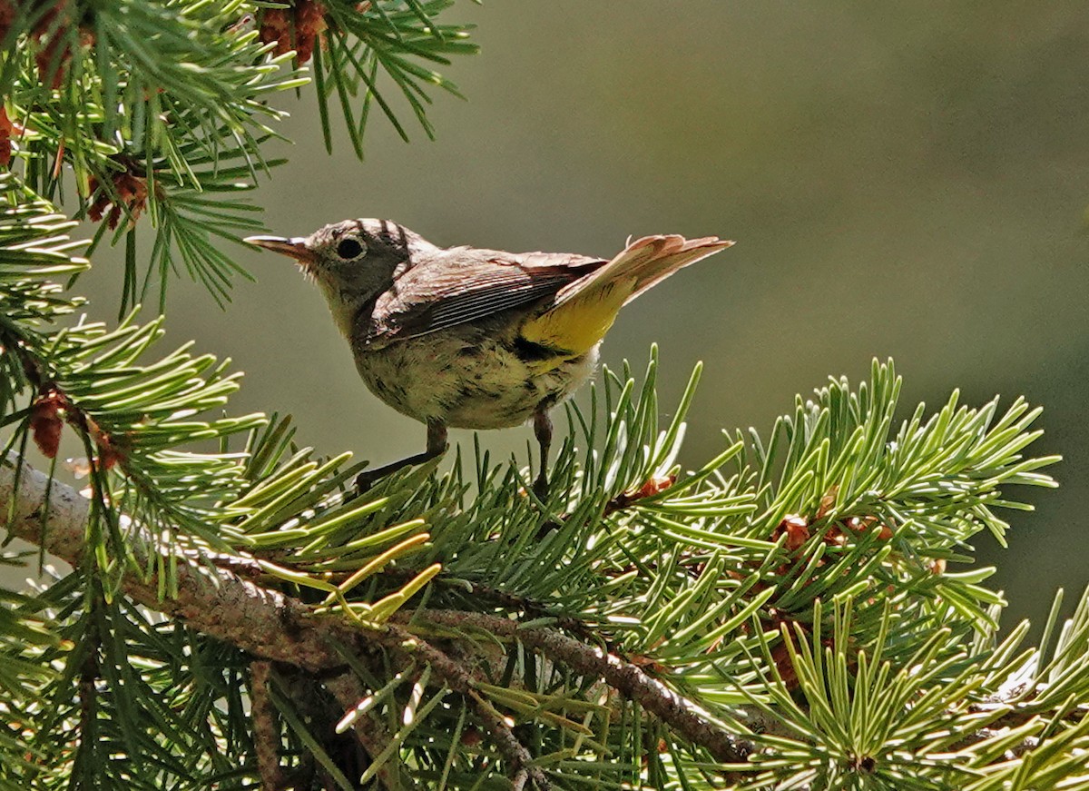 Желтогрудая древесница - ML621316838