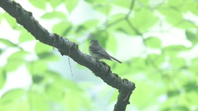 Acadian Flycatcher - ML621317028