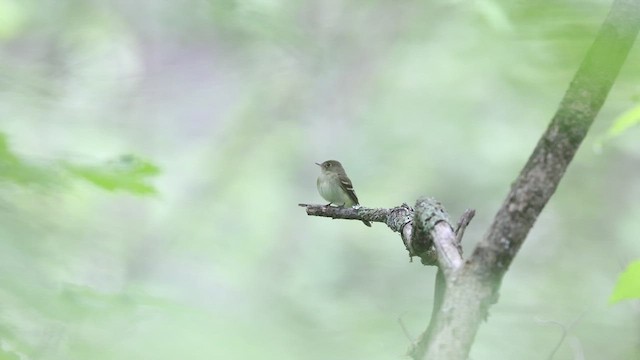 Acadian Flycatcher - ML621317029