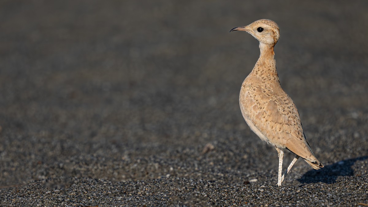 Cream-colored Courser - ML621317074