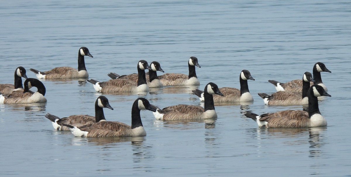 Canada Goose - ML621317109