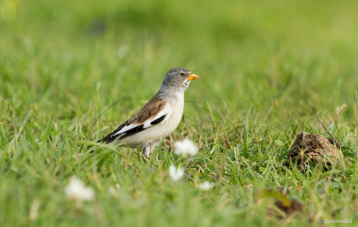 White-winged Snowfinch - ML62131711