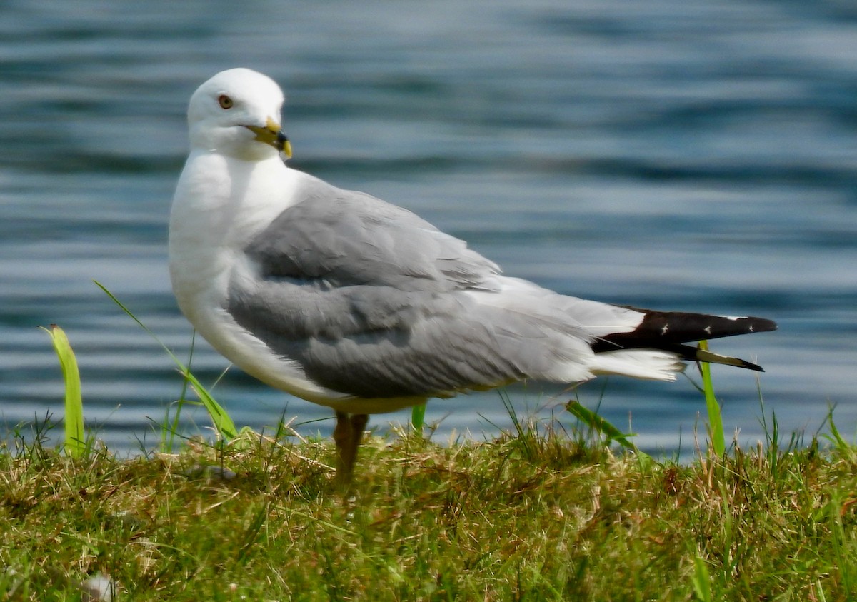 Ring-billed Gull - ML621317112