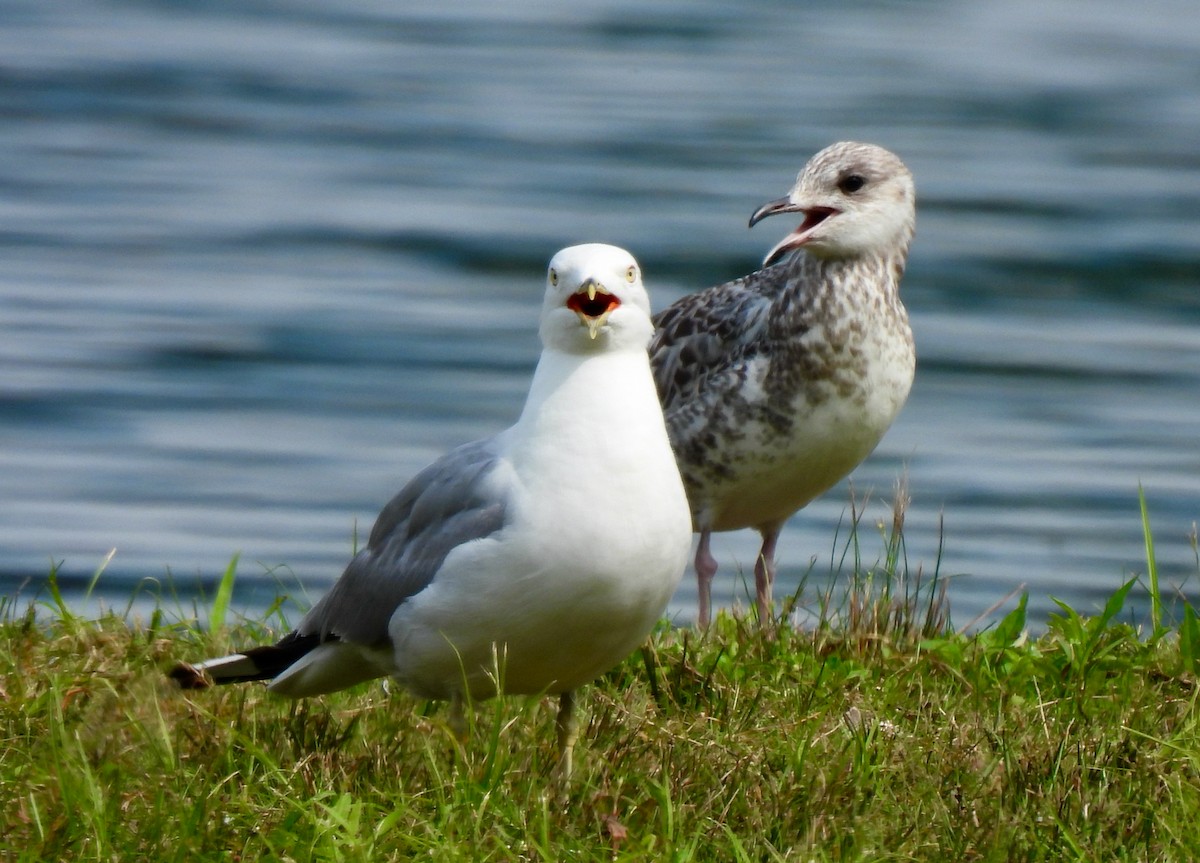 Ring-billed Gull - ML621317113