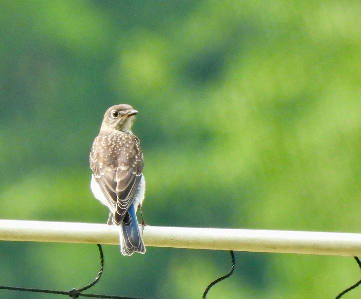 Eastern Bluebird - ML621317128