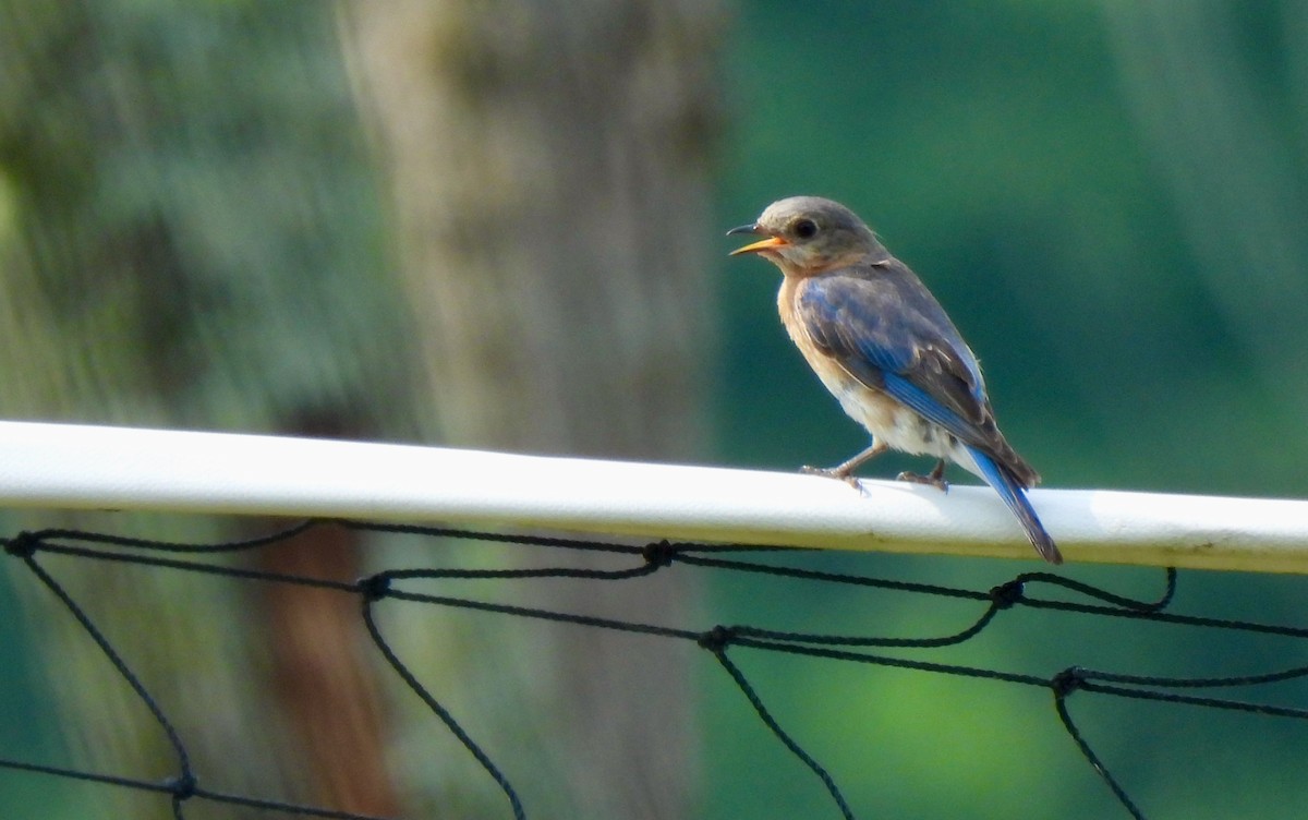 Eastern Bluebird - ML621317129