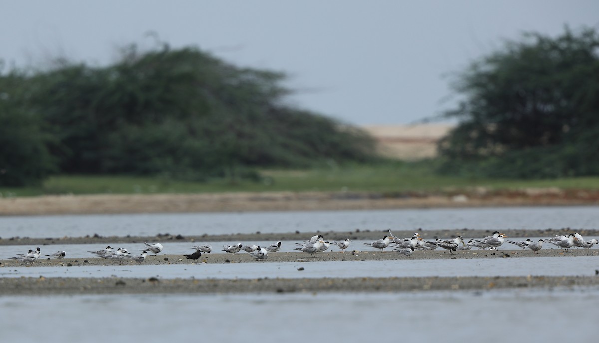 Lesser Noddy - ML621317156