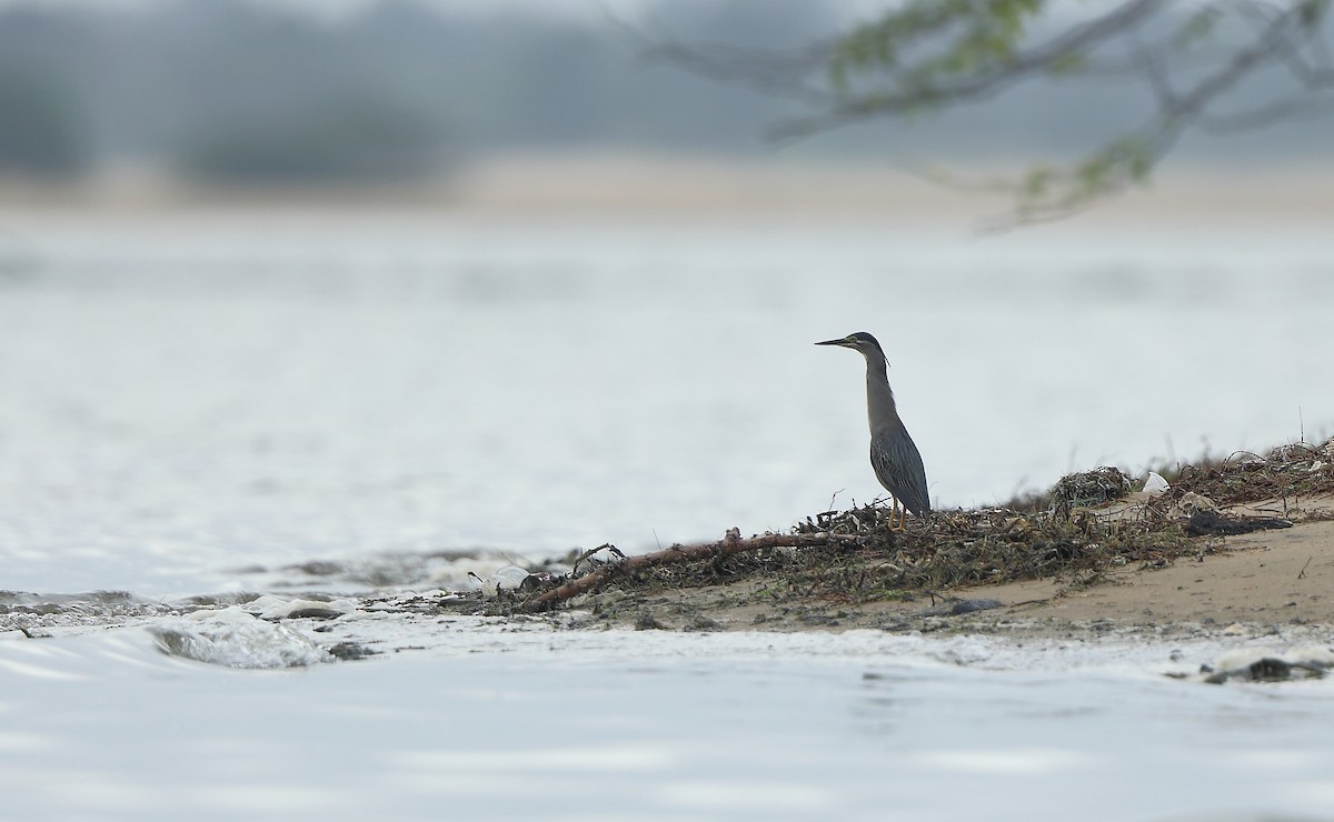 Striated Heron - ML621317216