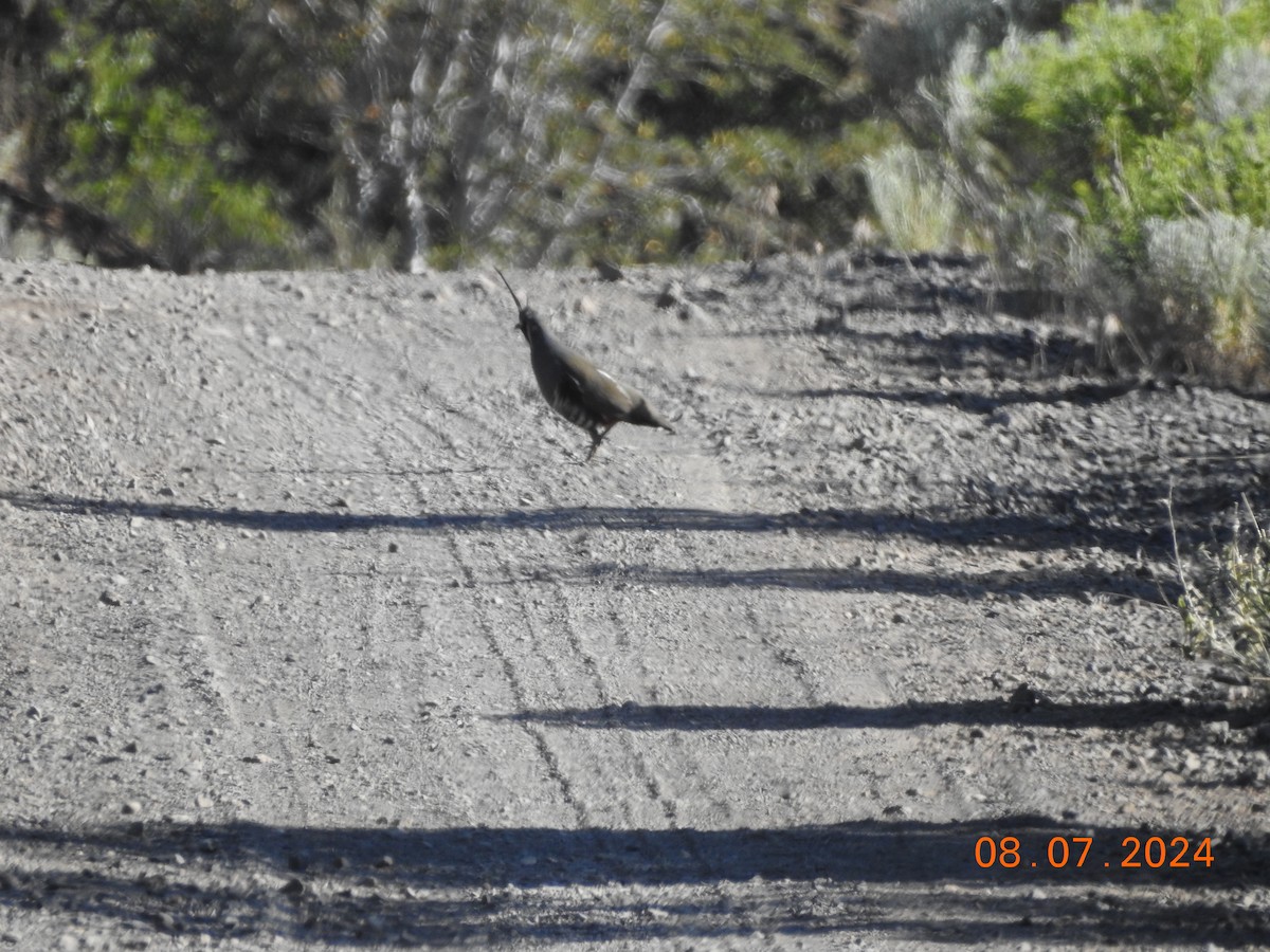 Mountain Quail - ML621317229