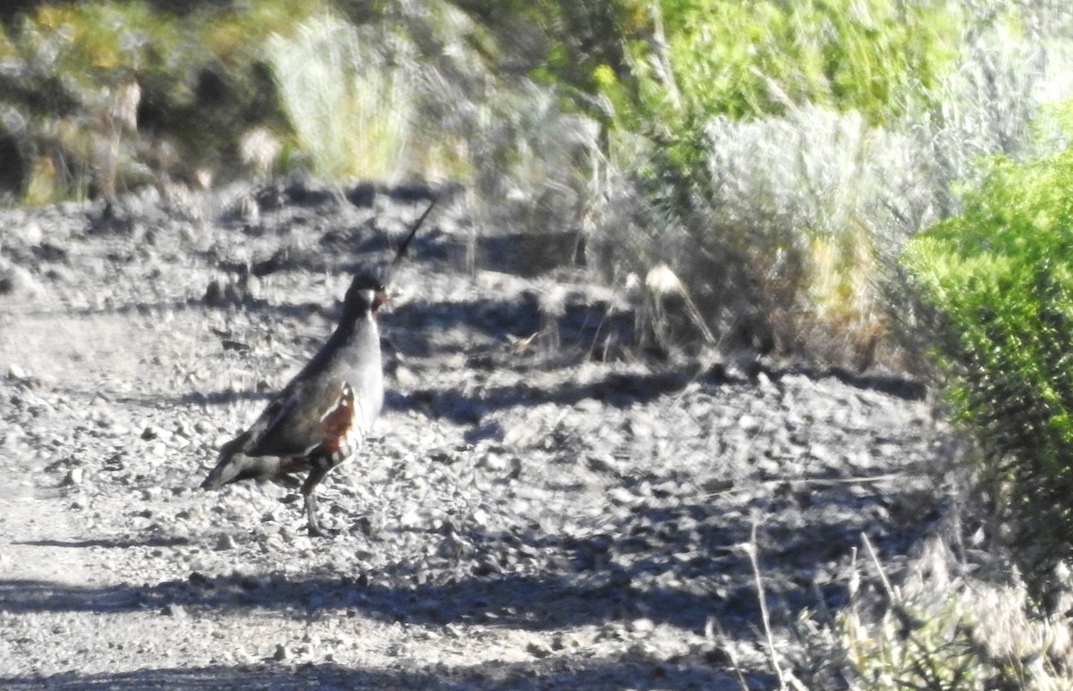 Mountain Quail - ML621317234