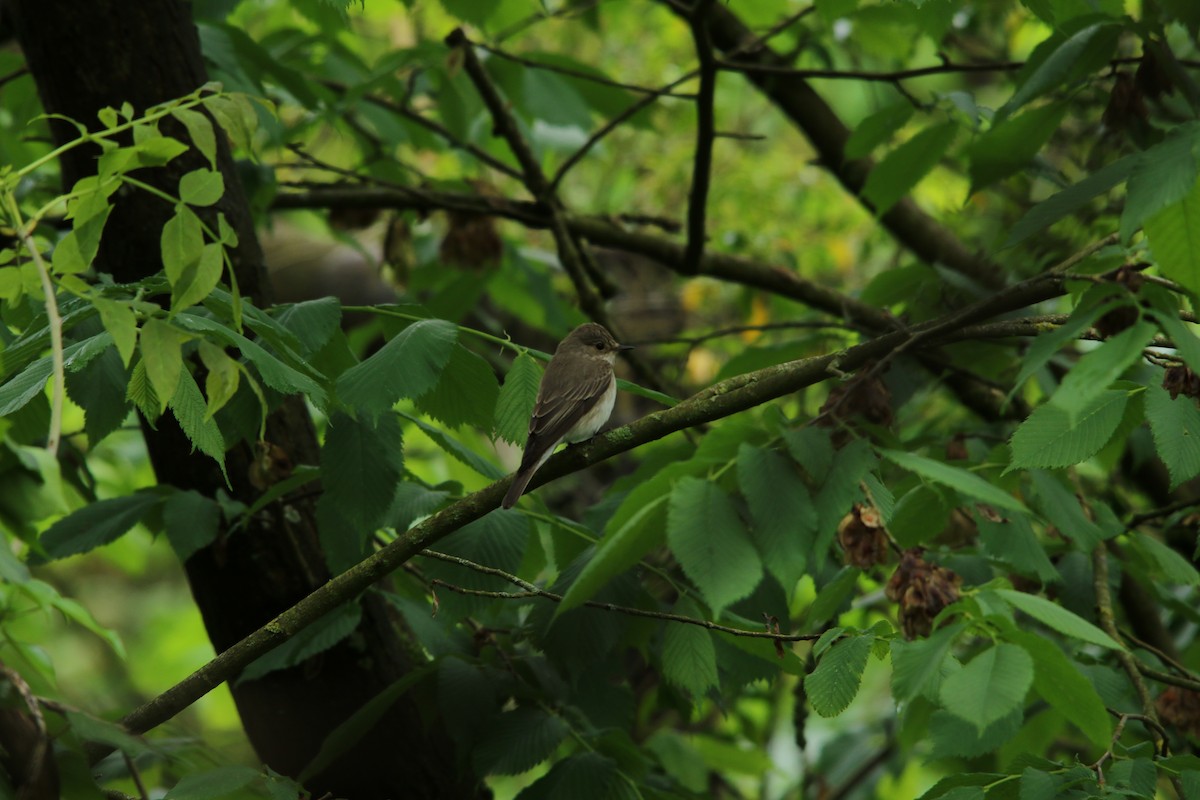 Spotted Flycatcher - ML621317248