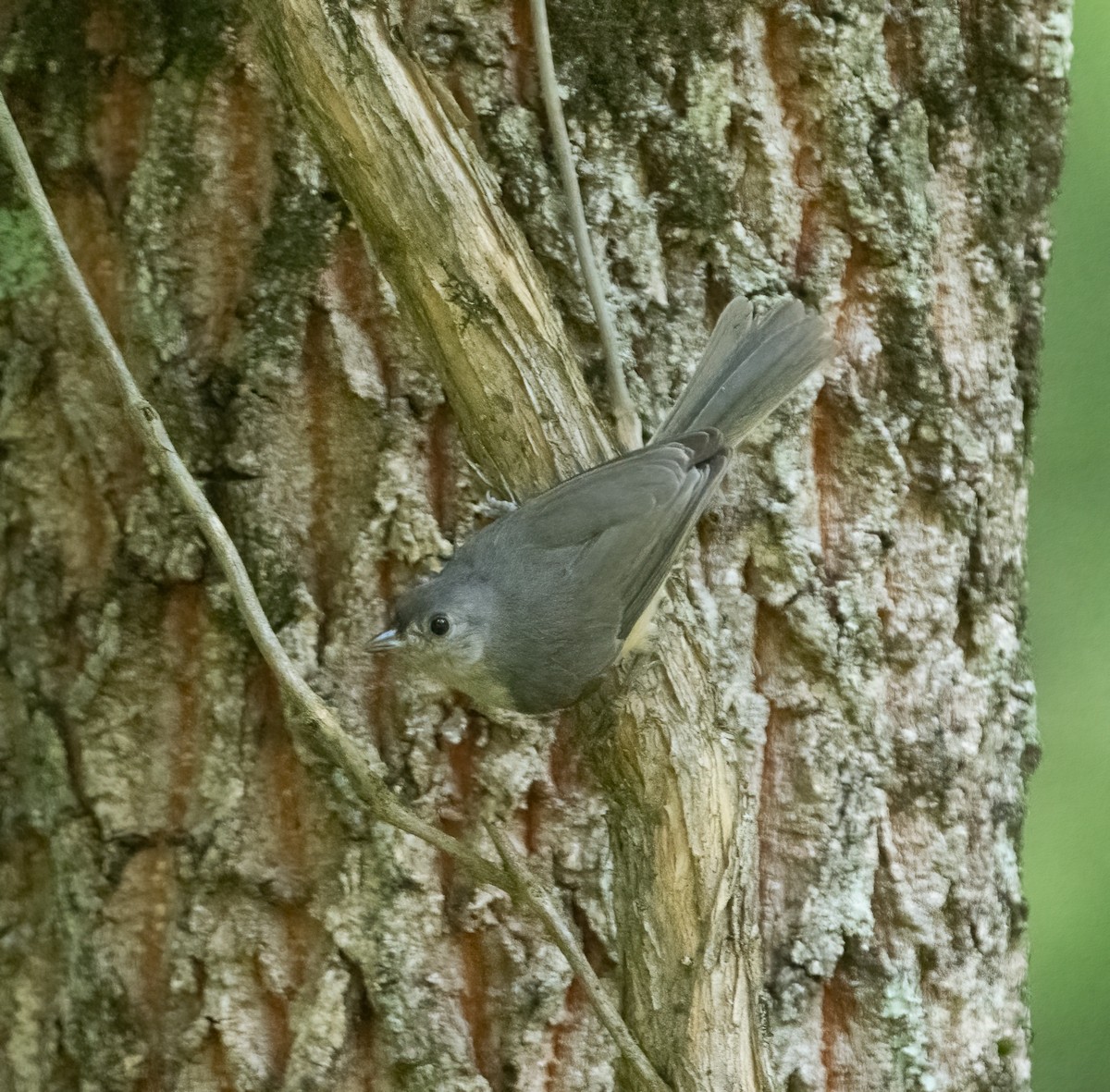 Tufted Titmouse - ML621317251
