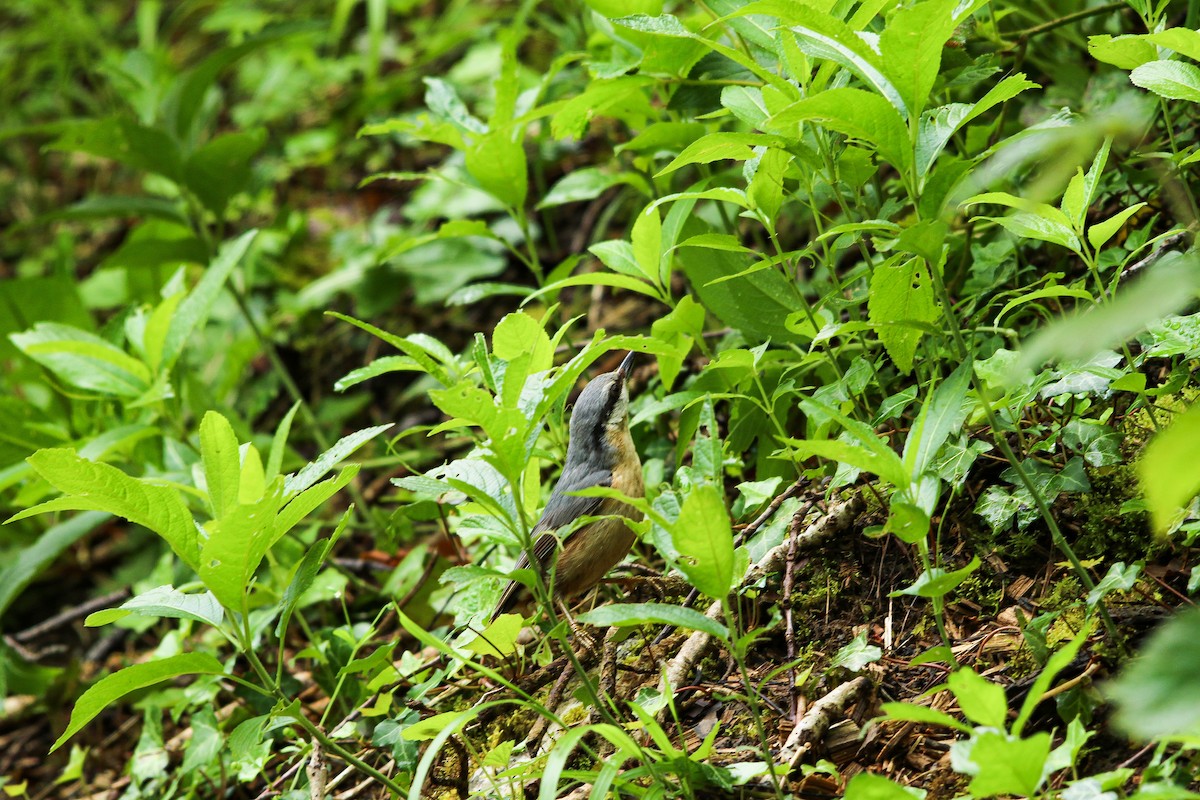 Eurasian Nuthatch - ML621317253