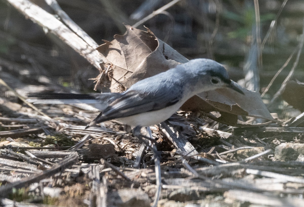 Blue-gray Gnatcatcher - ML621317260