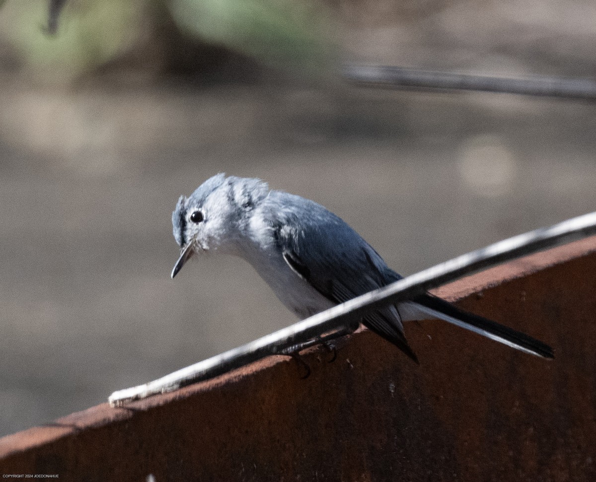 Blue-gray Gnatcatcher - ML621317262