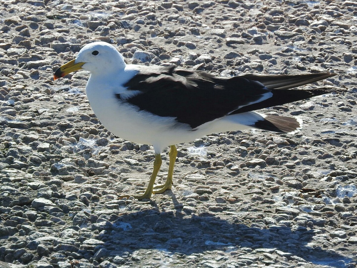 Olrog's Gull - ML621317273