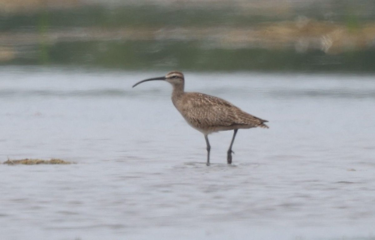 Whimbrel - ML621317322