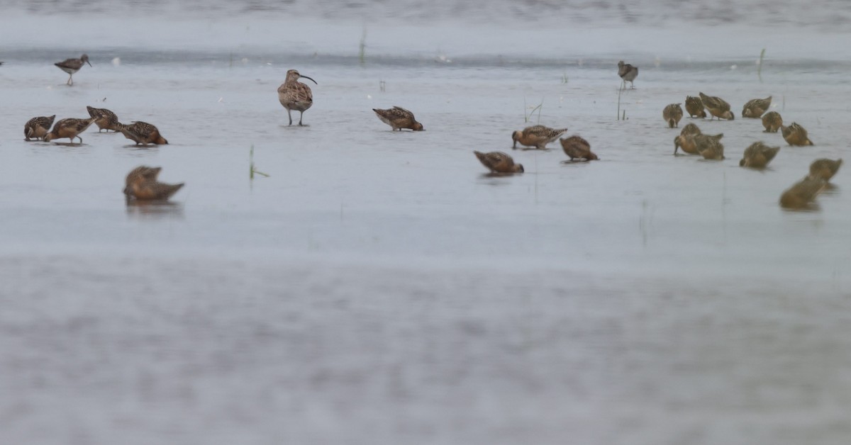 Regenbrachvogel - ML621317323