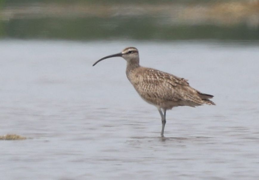 Whimbrel - ML621317324