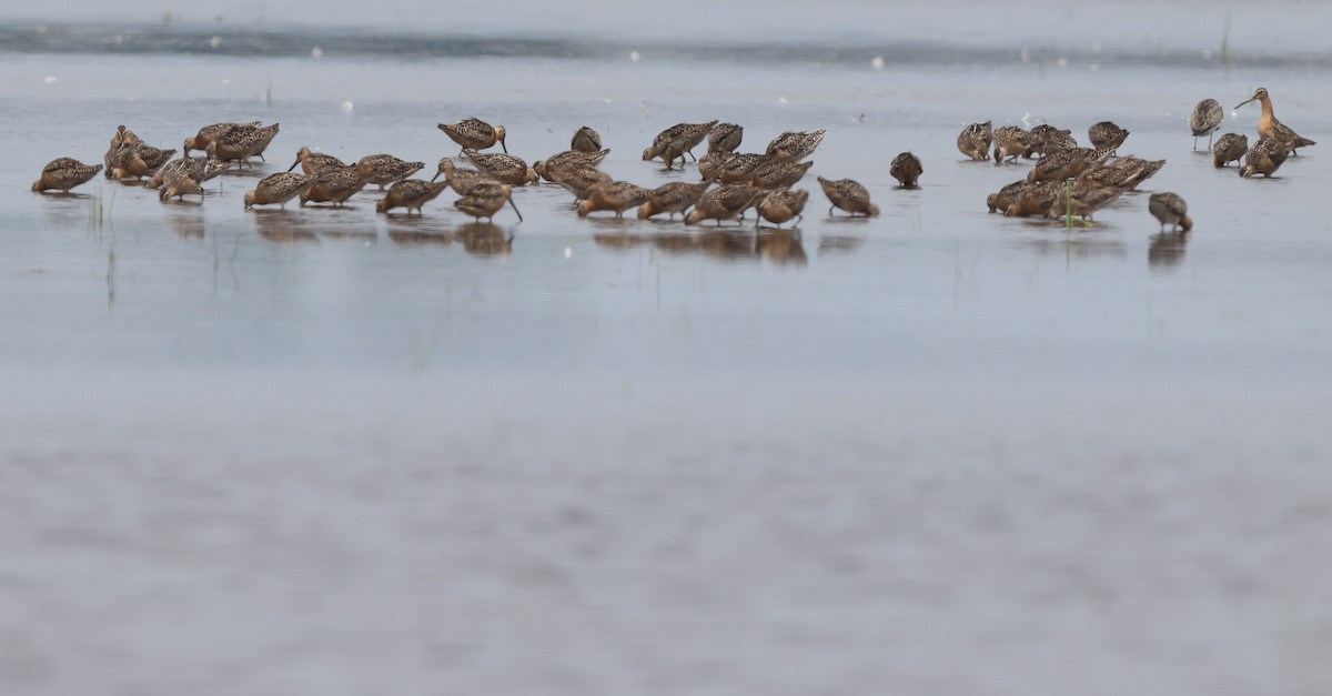 Short-billed Dowitcher - ML621317329