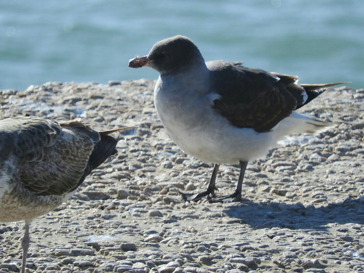 Dolphin Gull - ML621317332