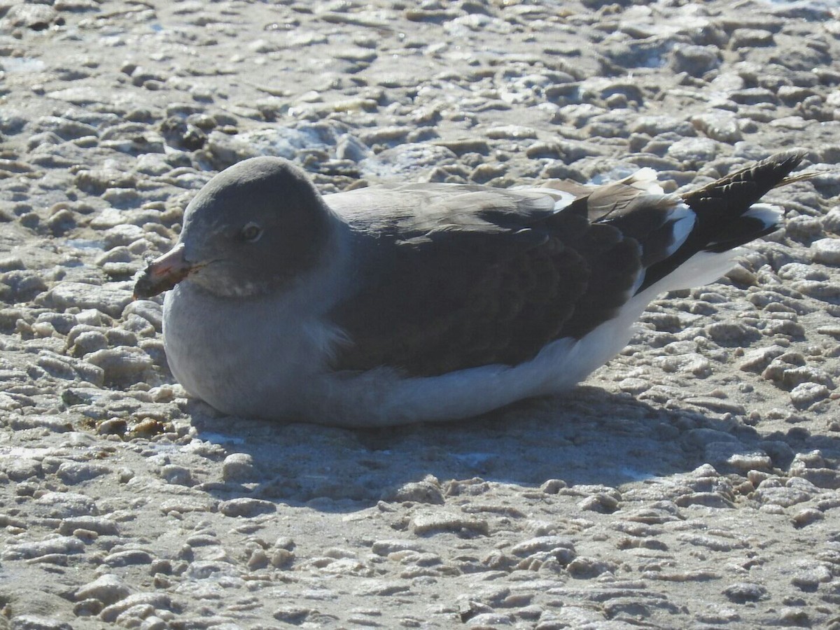 Dolphin Gull - ML621317333