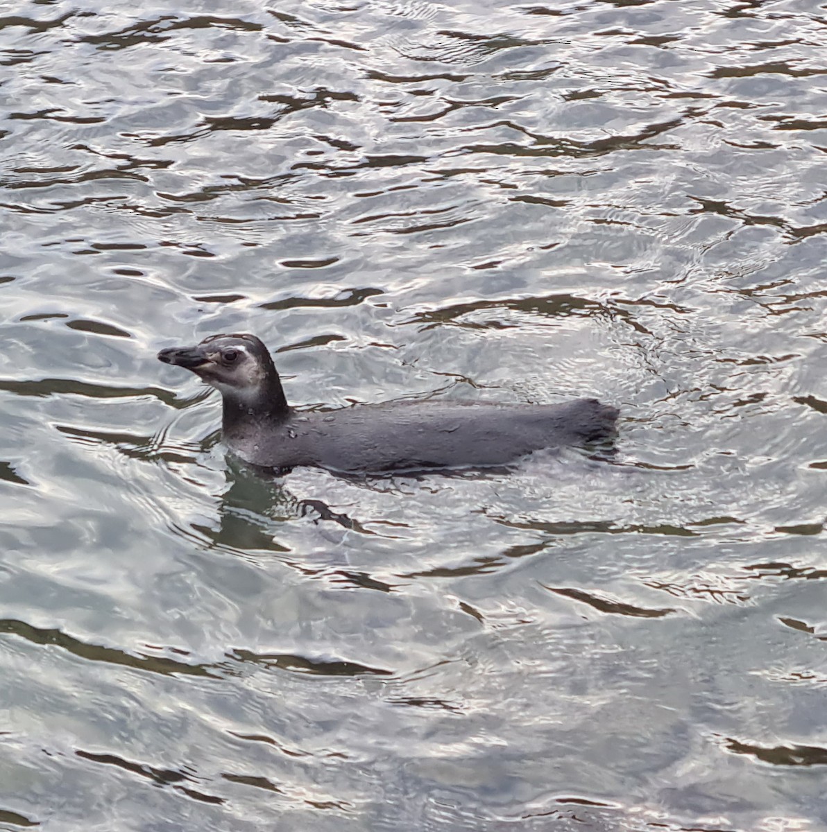 Magellanic Penguin - ML621317501