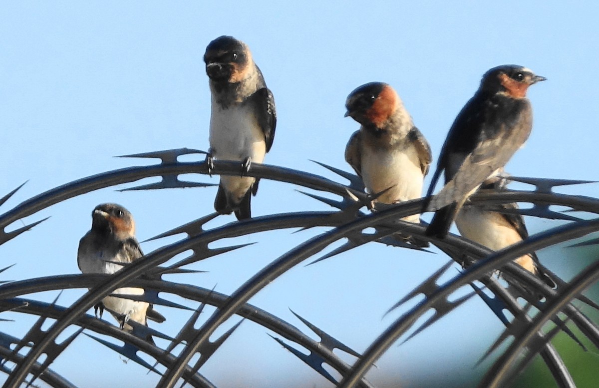 Cliff Swallow - ML62131751